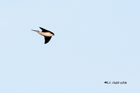 House Martin