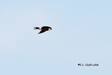 House Martin