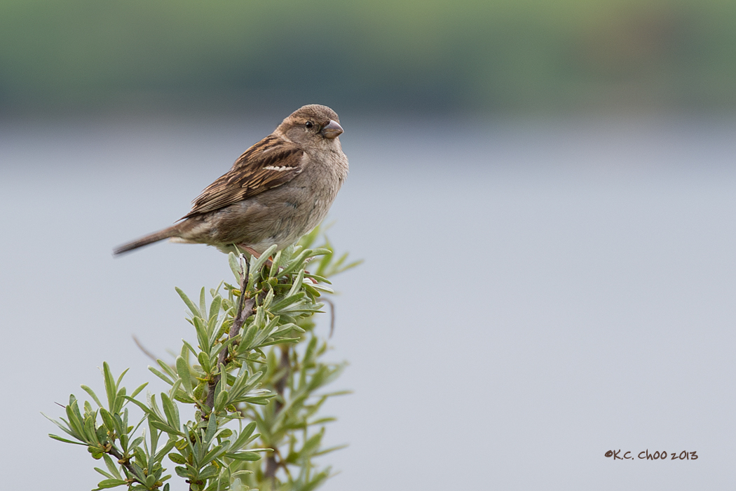 House Sparrow