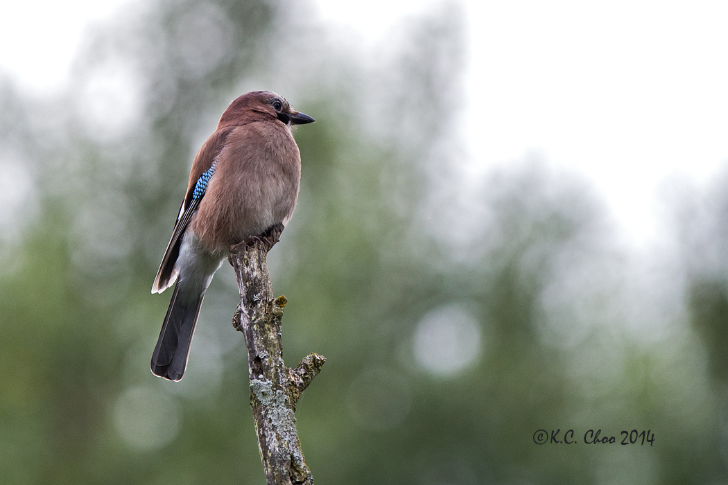 Jay