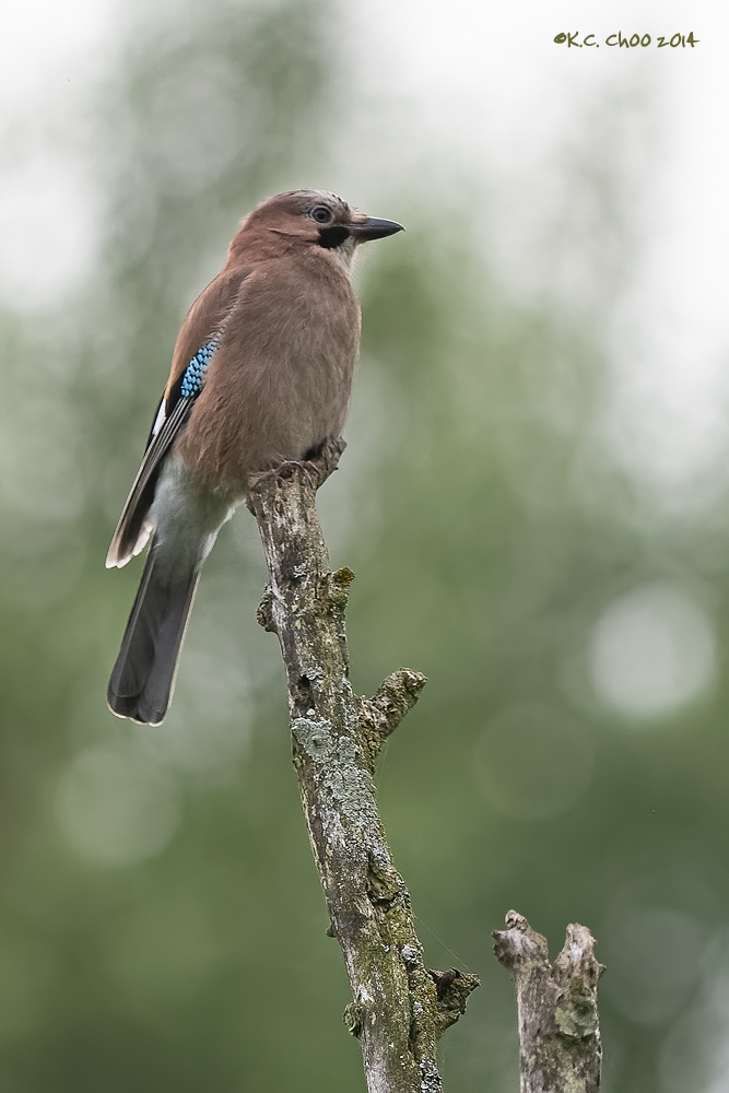 Jay