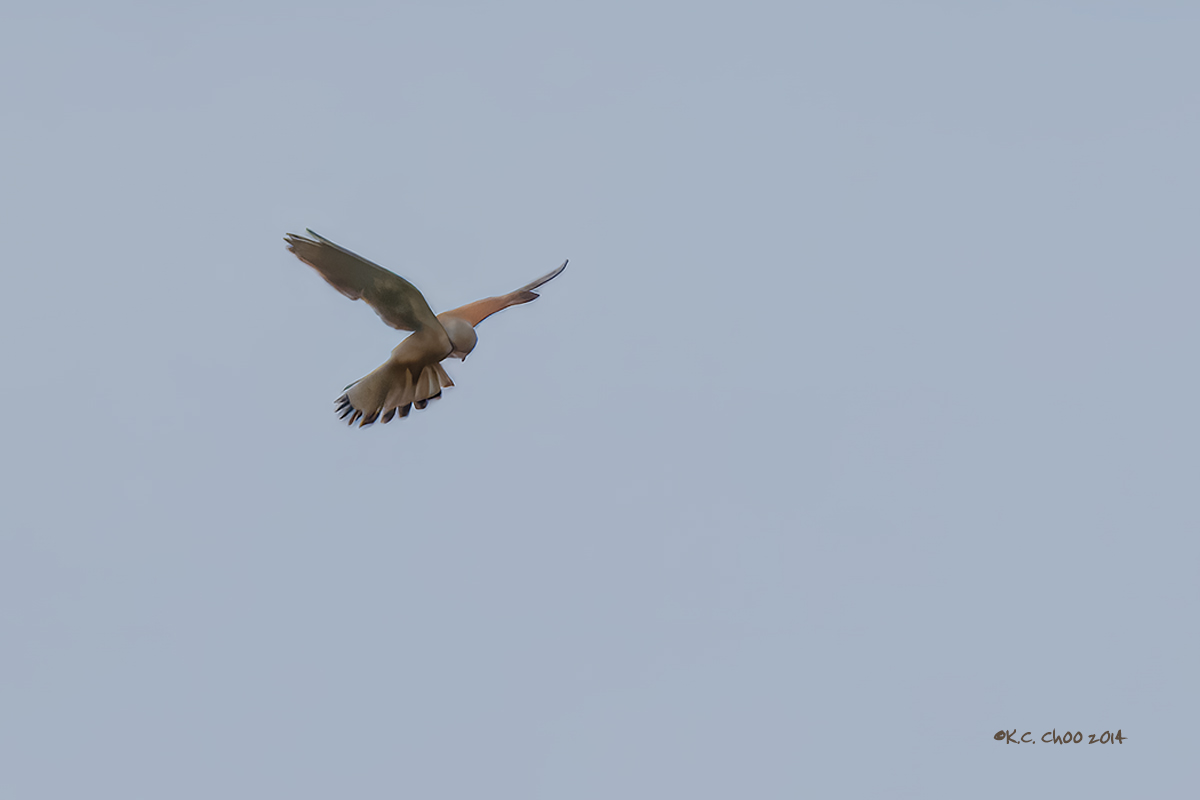 Kestrel
