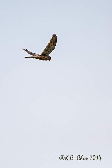 Kestrel