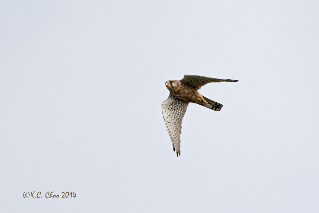 Kestrel