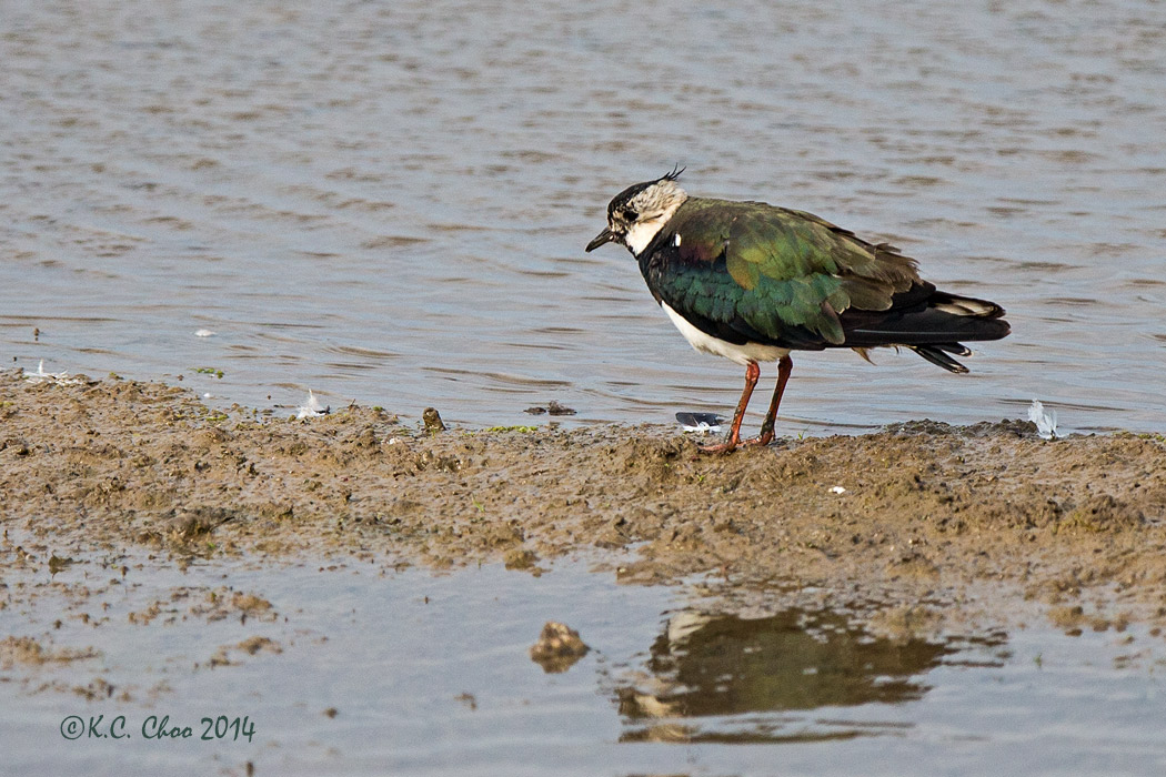 Lapwing