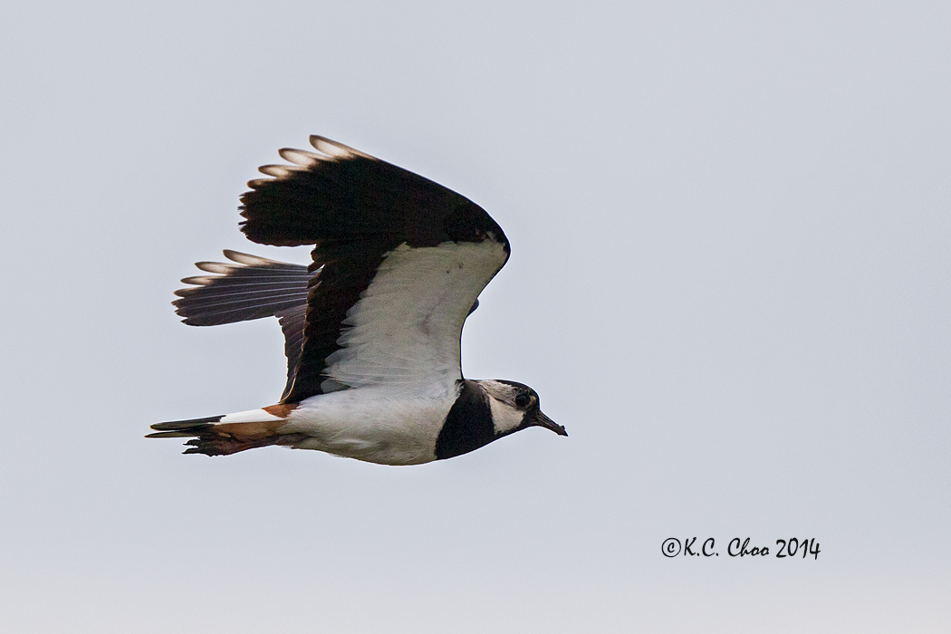 Lapwing