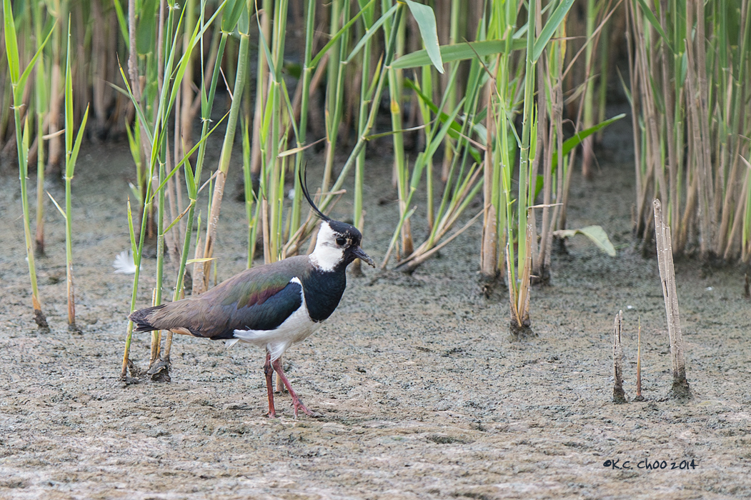 Lapwing