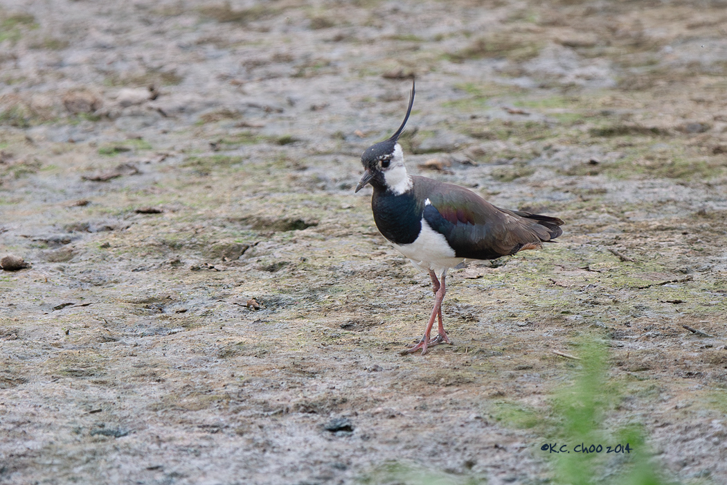 Lapwing