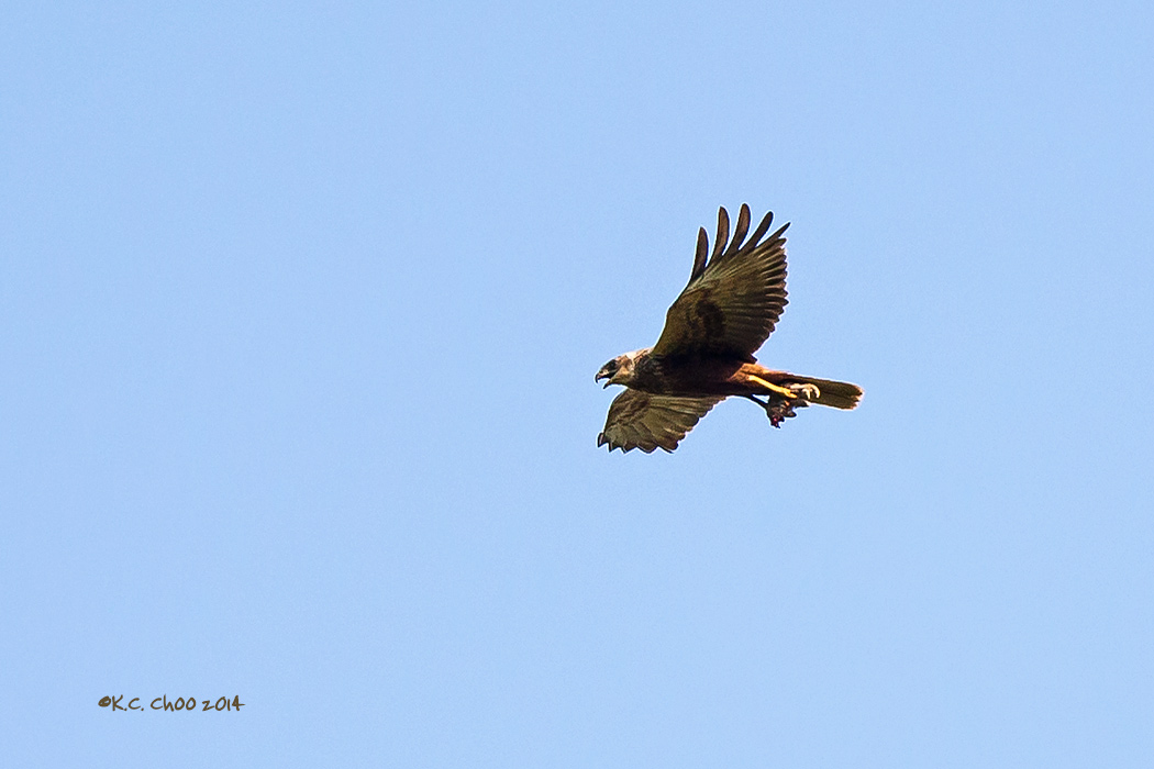 Marsh Harrier