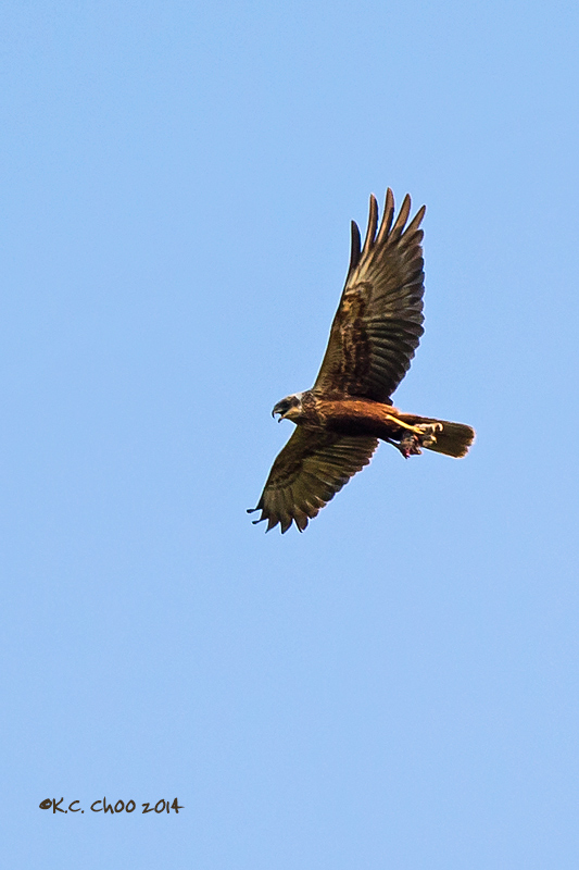 Marsh Harrier