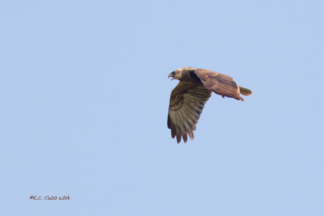 Marsh Harrier