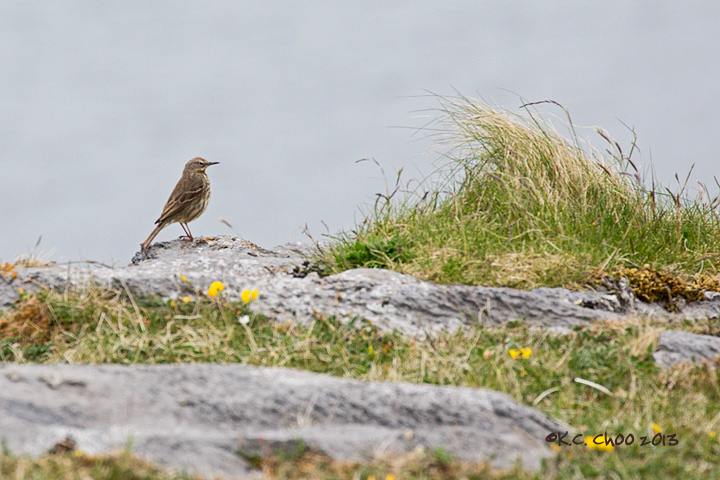 Meadow Pipit