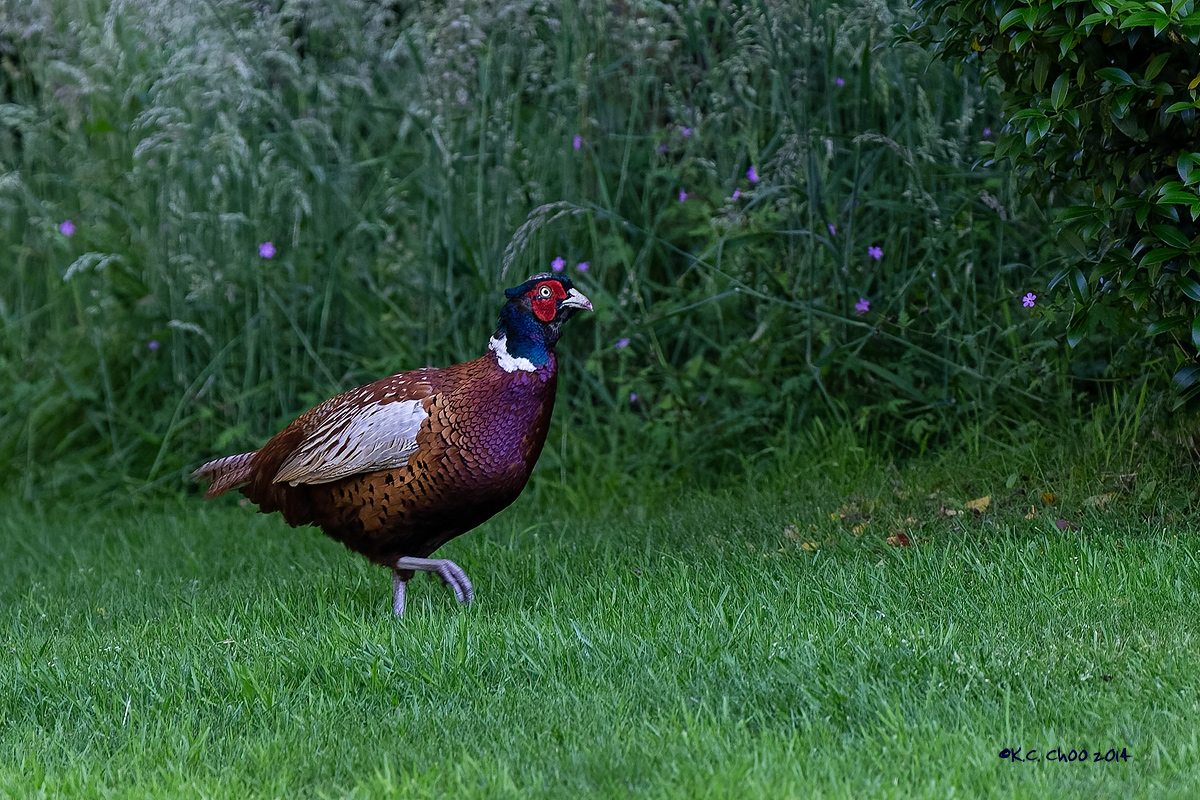 Pheasant