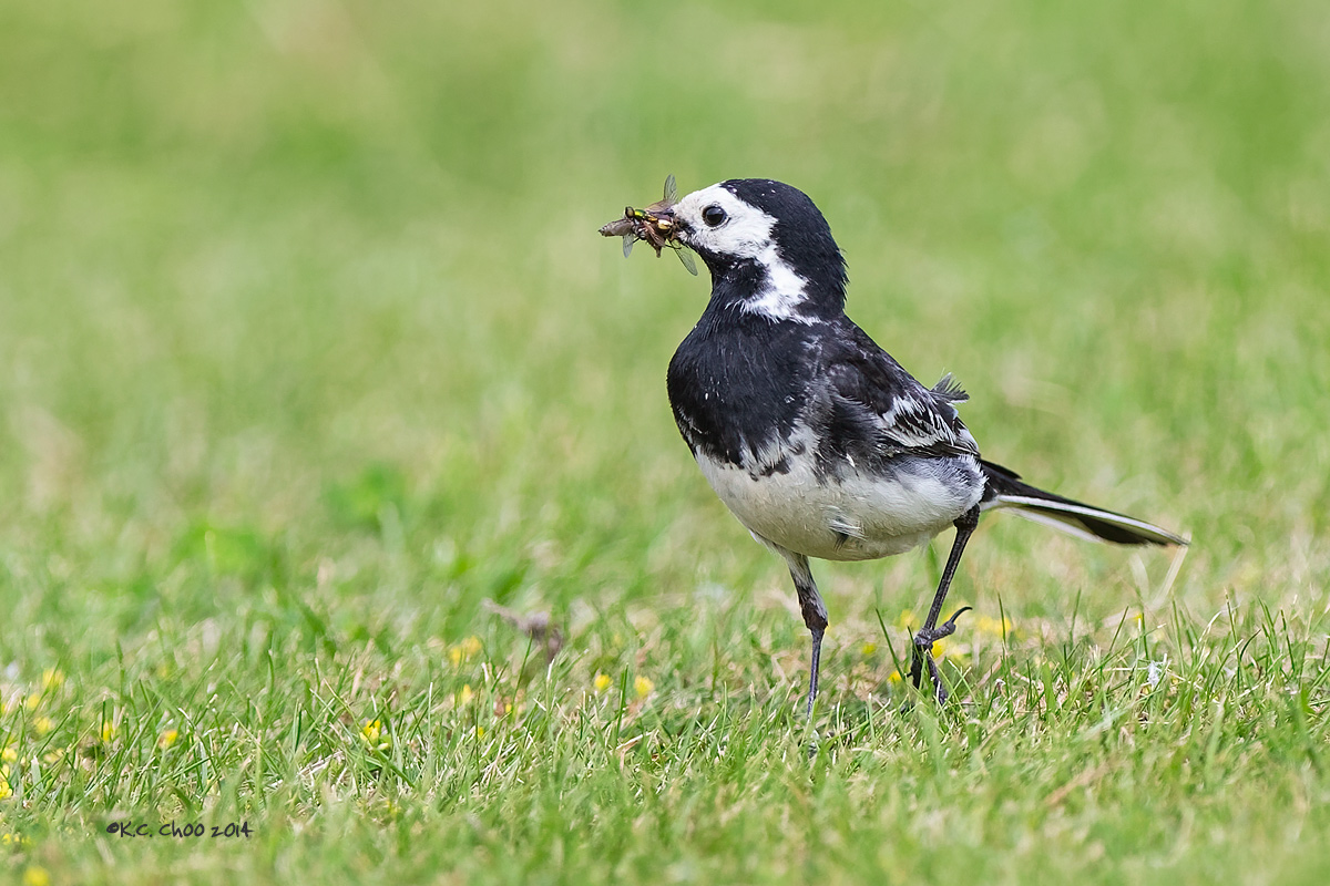 Pied Wagtail