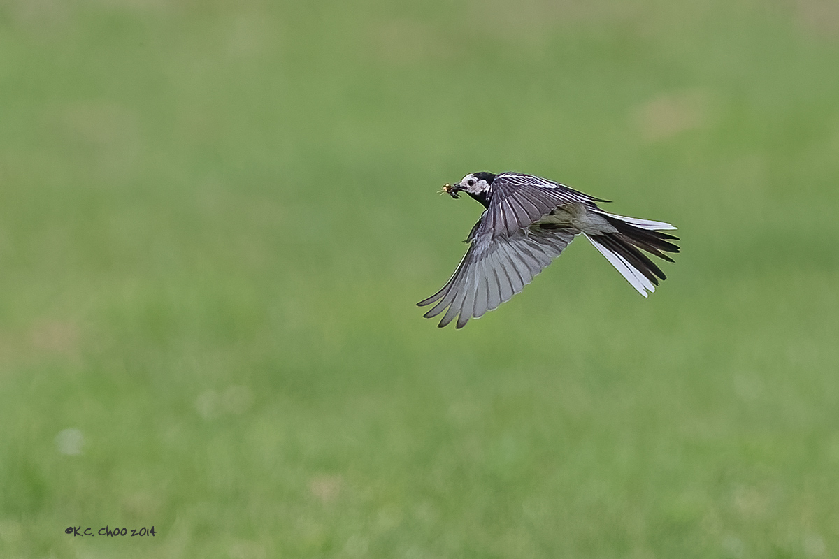 Pied Wagtail