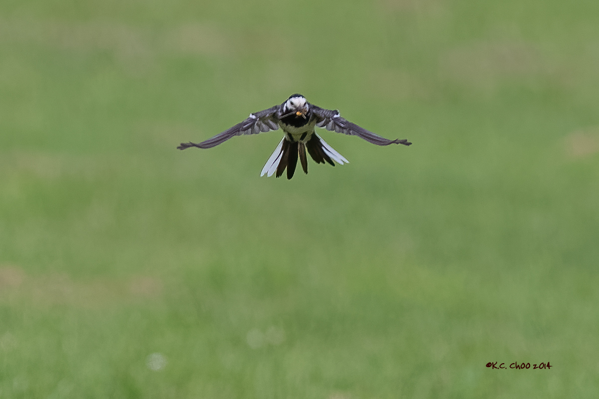 Pied Wagtail