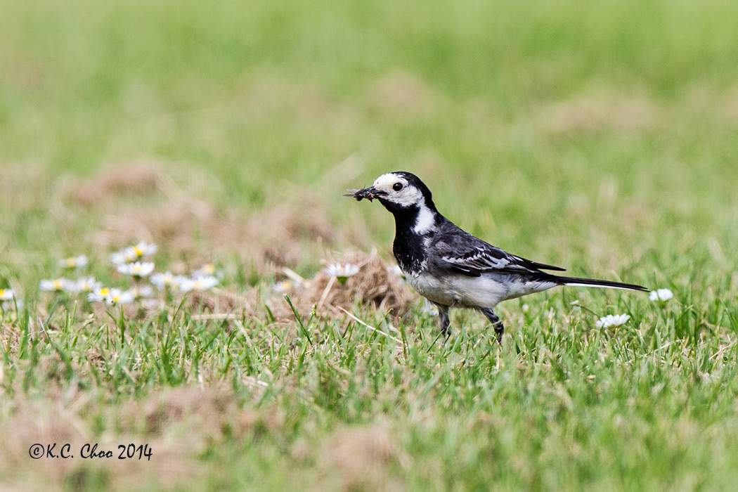 Pied Wagtail