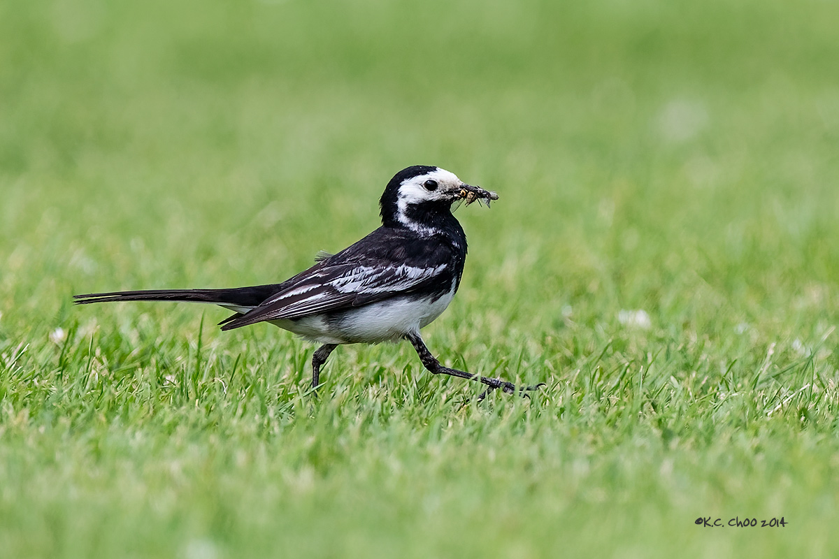 Pied Wagtail