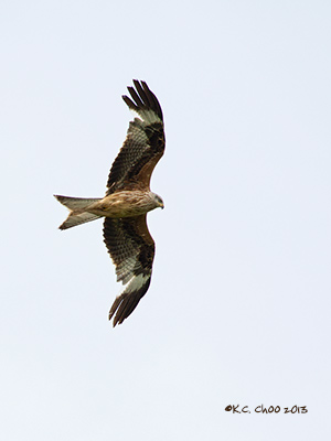 Red Kite