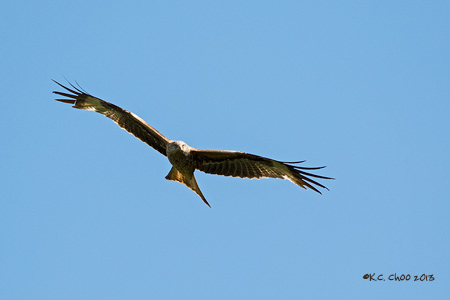 Red Kite