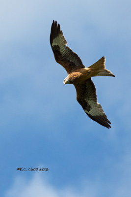 Red Kite