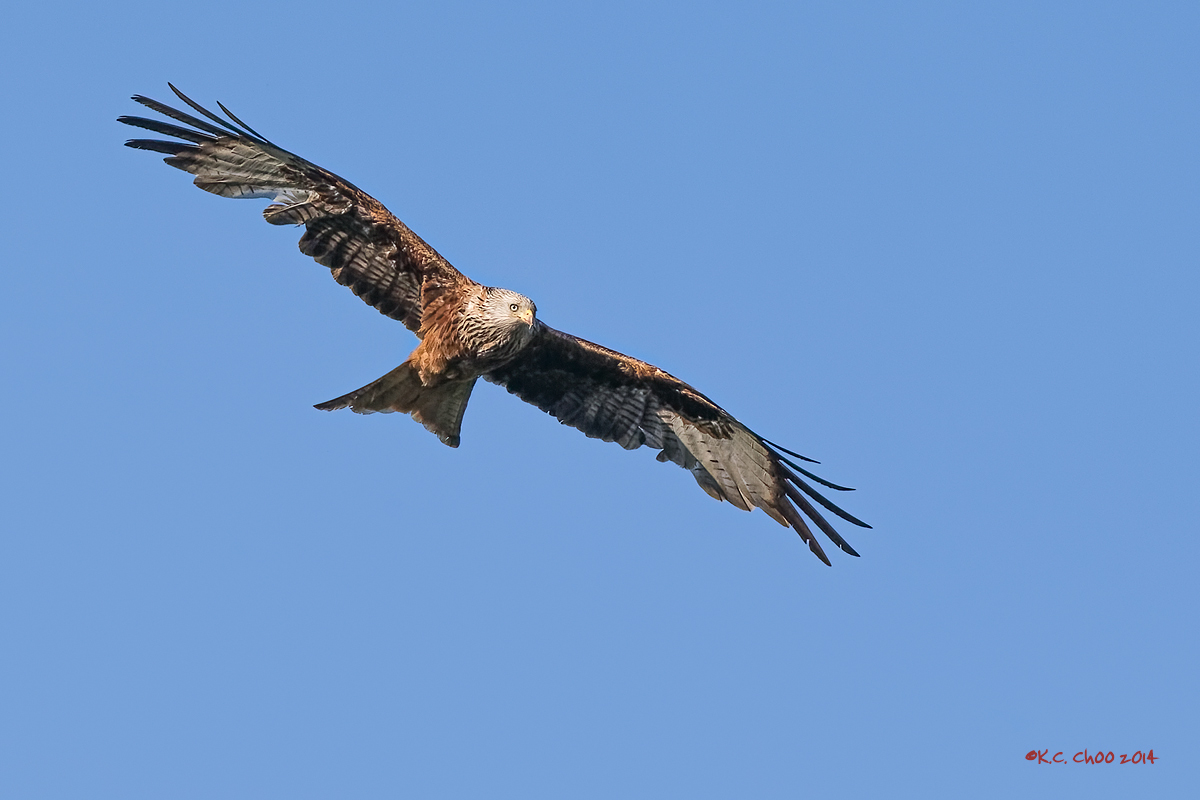 Red Kite