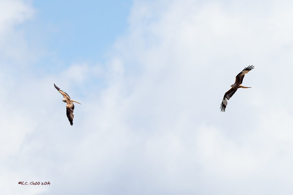 Red Kite
