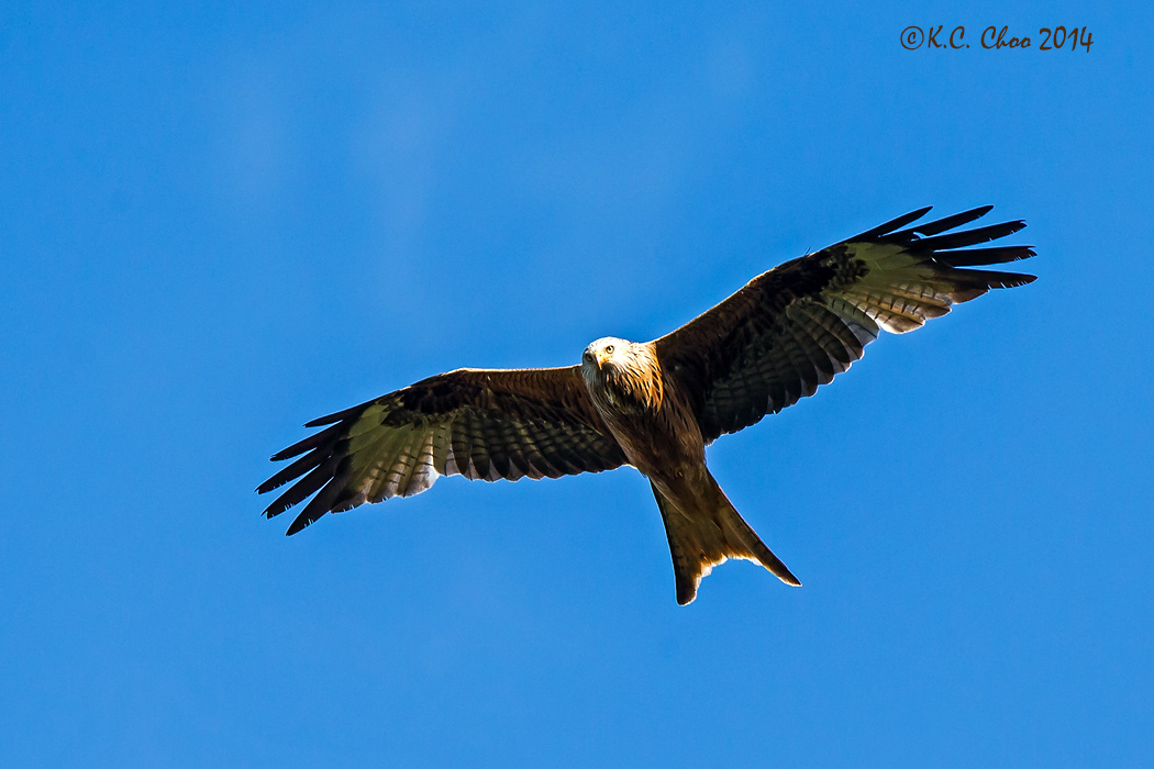 Red Kite