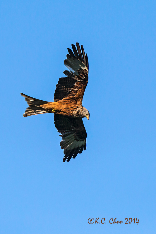 Red Kite