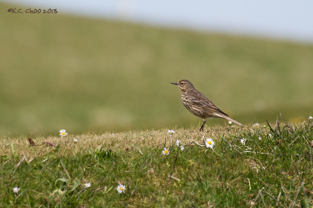 Rock Pipit