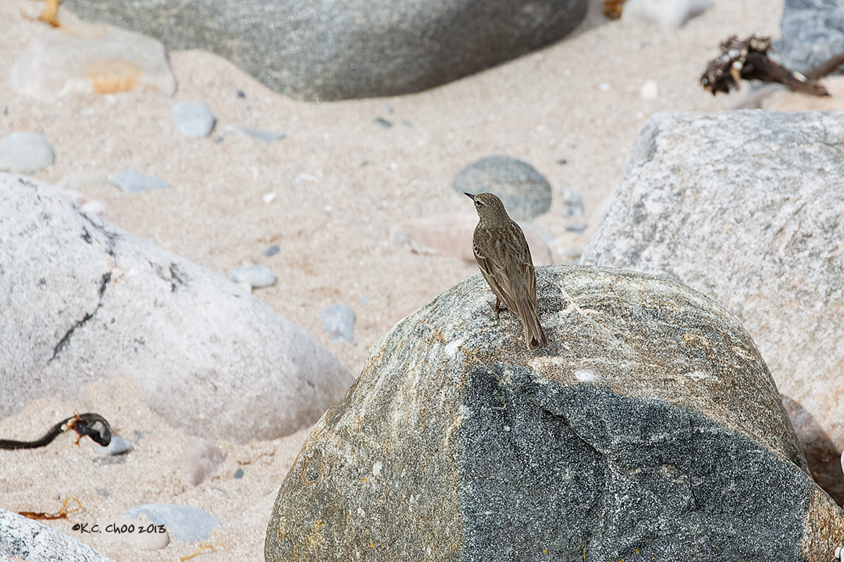 Rock Pipit