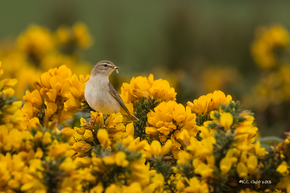 Sedge Warbler