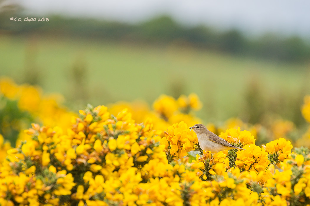 Sedge Warbler
