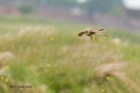 Skylark