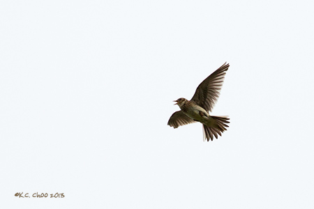 Skylark