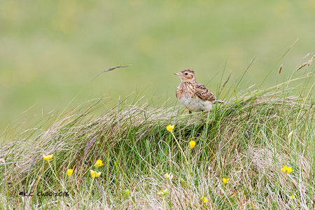Skylark