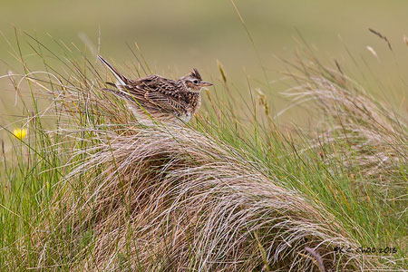 Skylark