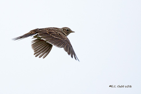 Skylark