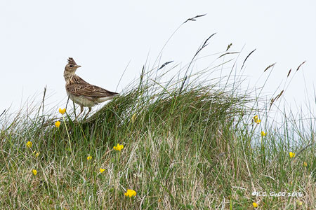 Skylark