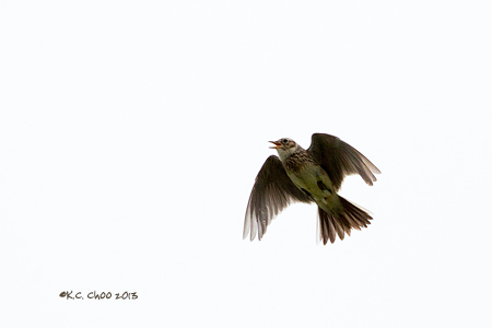 Skylark