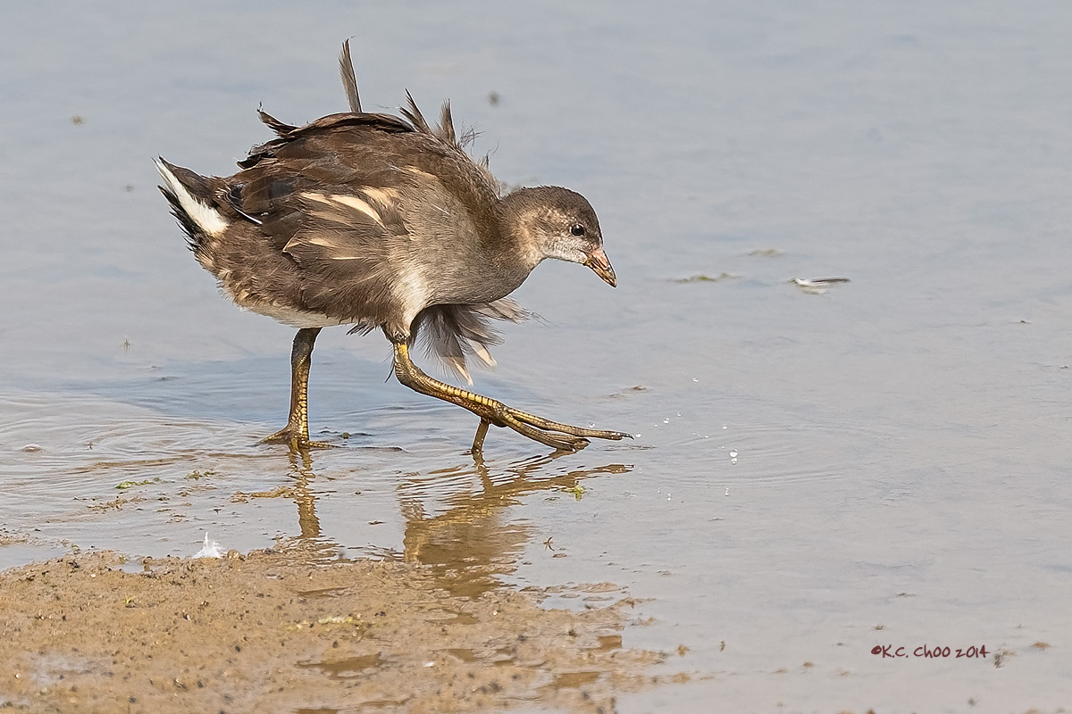 Spotted Crake