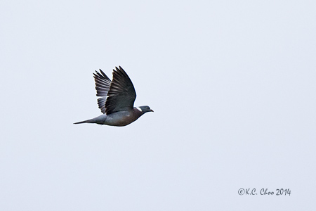 Woodpigeon