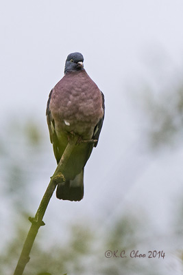 Woodpigeon
