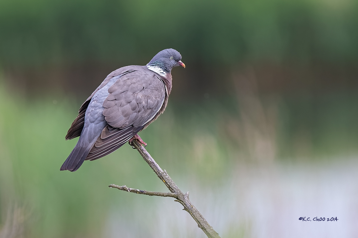 Woodpigeon