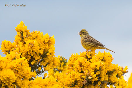 Yellowhammer