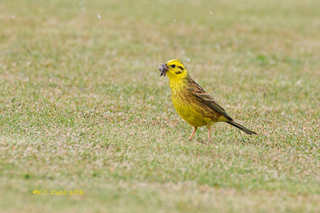 Yellowhammer