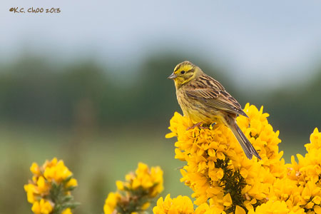Yellowhammer
