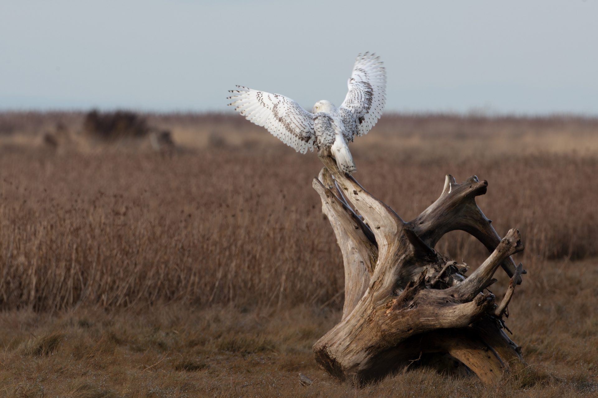 Snowy Owl in flight, Boundary Bay, BC